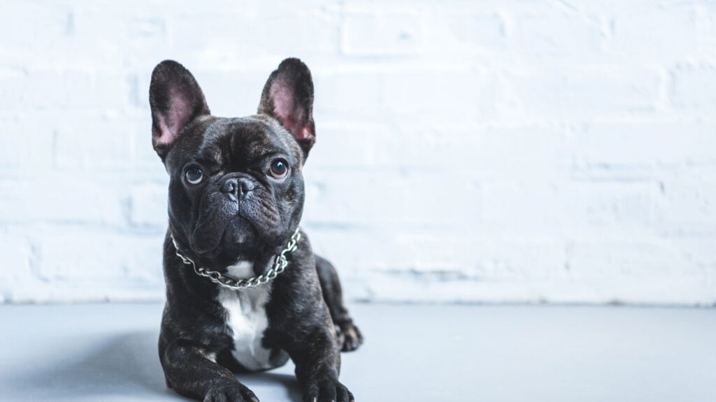 Top 6 raças de cachorro mais queridas em 2025