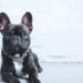 Top 6 raças de cachorro mais queridas em 2025