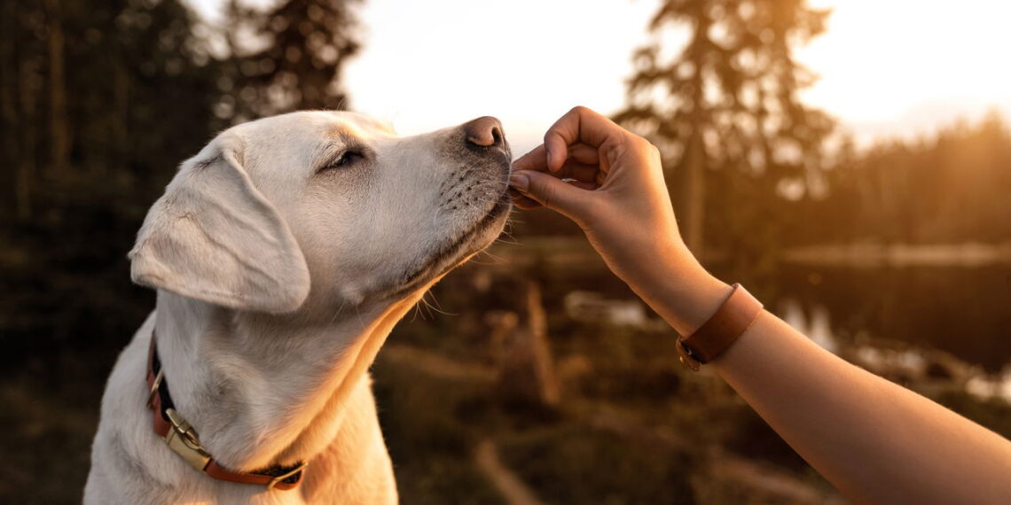 Nomes mais fortes para cães imponentes e protetores
