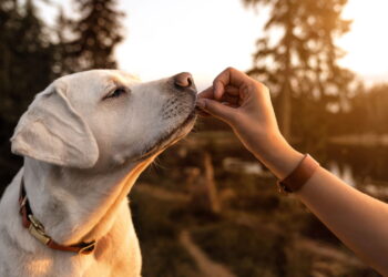 Nomes mais fortes para cães imponentes e protetores