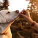 Nomes mais fortes para cães imponentes e protetores
