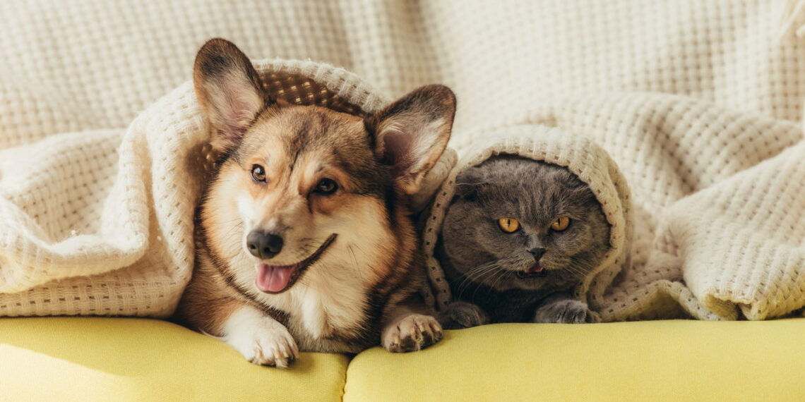 Esse tipo de pet pode mudar sua rotina mais do que você imagina