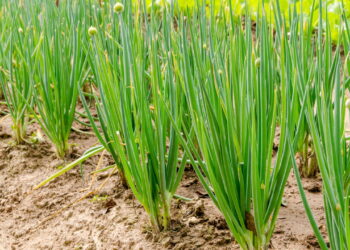 Saiba por que a cebolinha é fácil de cultivar e pode ser o ingrediente secreto que faltava na sua cozinha