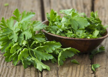 Saiba como cultivar o cheiro-verde para ter a planta que mais é utilizada na culinária brasileira