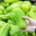 Confira as melhores dicas para ter uma plantação de chuchu saudável e sem erro no seu quintal!