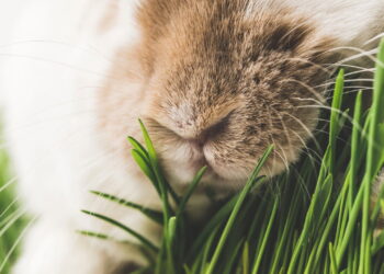 Você vai se encantar com este pet silencioso e carinhoso