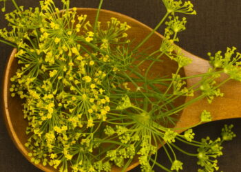 Saiba os segredos da popularidade da erva-doce e aprenda a cultivar em casa