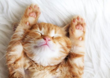Dorminhoco sim, preguiçoso nunca! Por que os gatos amam tanto uma soneca?