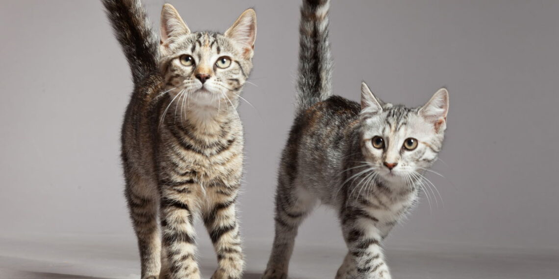 O comportamento misterioso dos gatos que poucos tutores sabem interpretar