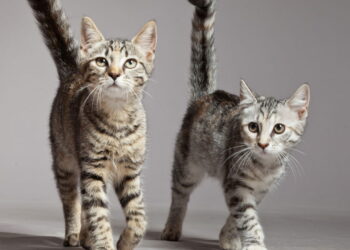 O comportamento misterioso dos gatos que poucos tutores sabem interpretar