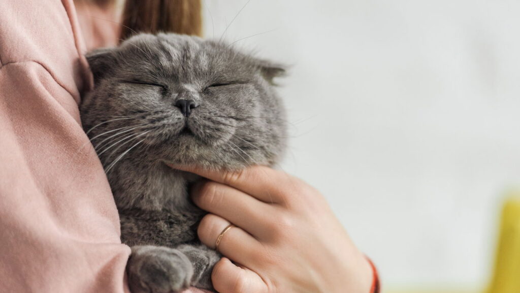 O comportamento misterioso dos gatos que poucos tutores sabem interpretar

