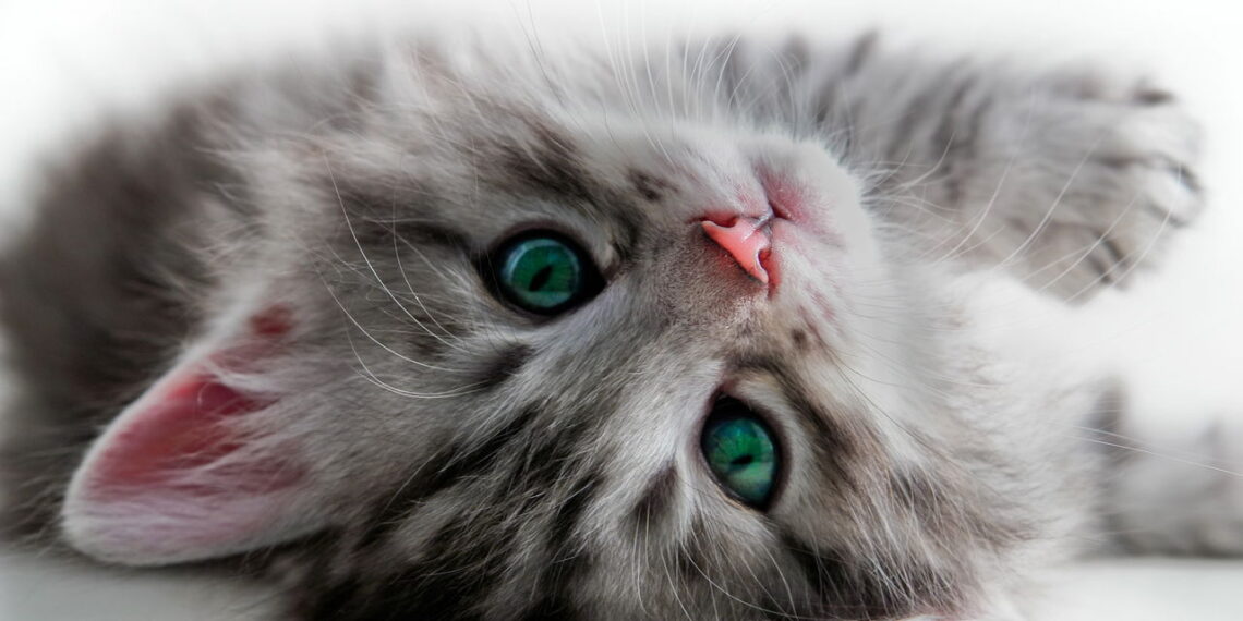 O sentido mais impressionante dos gatos revelado em detalhes