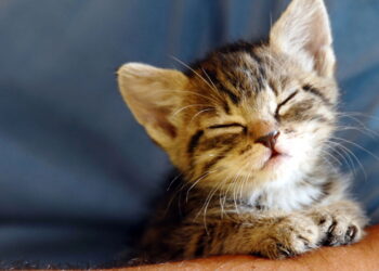 Você sabia que existe um gene mágico por trás das pelagens dos gatinhos?