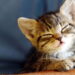 Você sabia que existe um gene mágico por trás das pelagens dos gatinhos?