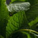 O guia definitivo para plantar hortelã até em pequenos espaços