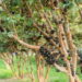 Como cultivar jabuticaba em casa com cuidados simples e rápidos