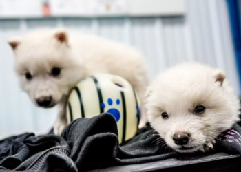 Você não vai acreditar nos animais que a ciência quer ressuscitar