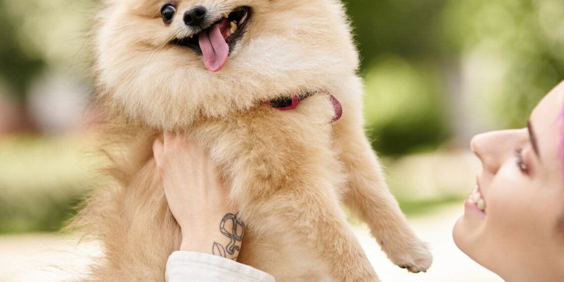 Esse cãozinho encantador esconde uma surpresa no comportamento