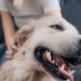 Você sabe quais são os nomes mais dados a pets no Brasil?