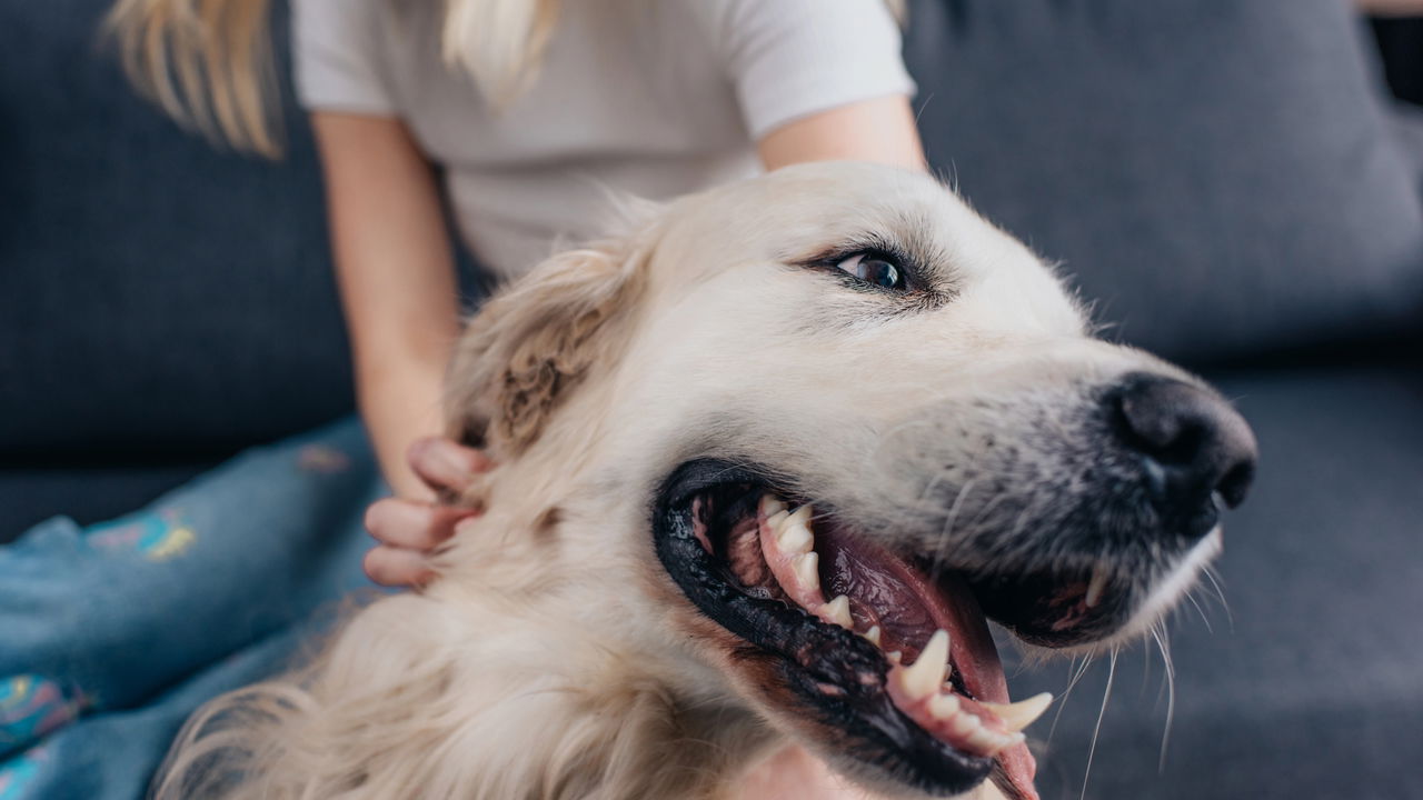 Cães gigantes, amor imenso e espaço garantido para eles