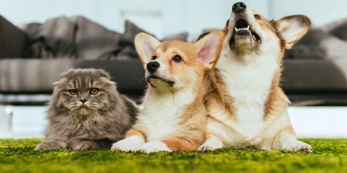 Você sabe quais são os nomes mais dados a pets no Brasil?