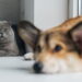 Por que nomes humanos viraram tendência entre pets no Brasil