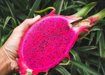 Saiba qual é a melhor época do ano para plantar pitaya