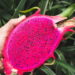Saiba qual é a melhor época do ano para plantar pitaya