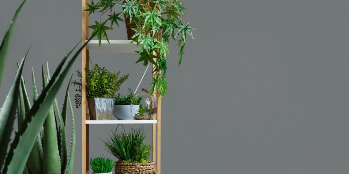 Essas plantas deixam sua casa linda sem colocar seus pets em risco
