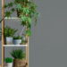 Essas plantas deixam sua casa linda sem colocar seus pets em risco