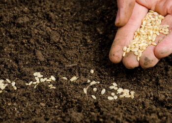 Reaproveitar sementes torna a jardinagem mais ecológica e econômica
