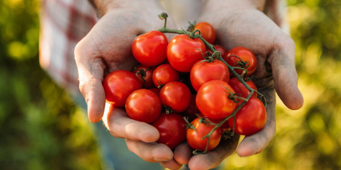 Saiba como cultivar tomates em casa