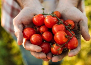 Saiba como cultivar tomates em casa