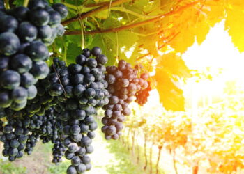 Saiba quais são os benefícios de se cultivar uvas em casa e proporcionar frutos frescos e saudáveis