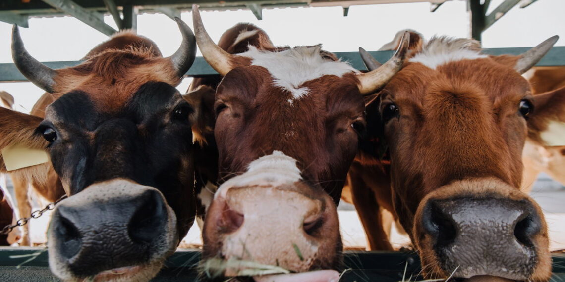 Você sabia que vacas podem ter melhores amigas?