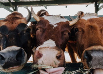 Você sabia que vacas podem ter melhores amigas?