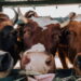 Você sabia que vacas podem ter melhores amigas?