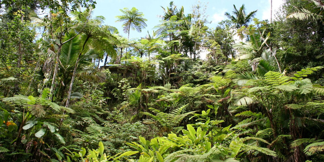 Como plantas sem cérebro criam redes de alerta e defesa coletiva