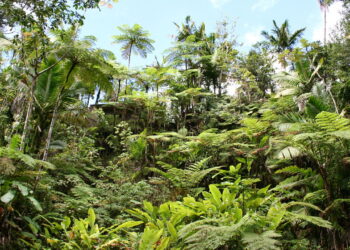 Como plantas sem cérebro criam redes de alerta e defesa coletiva