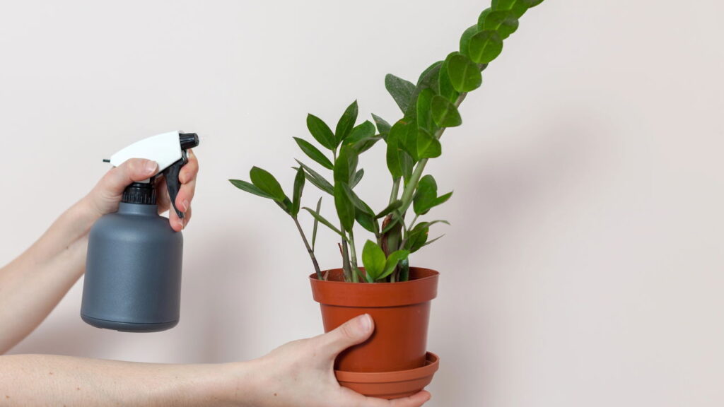 A planta mais resistente e bonita para decorar qualquer ambiente