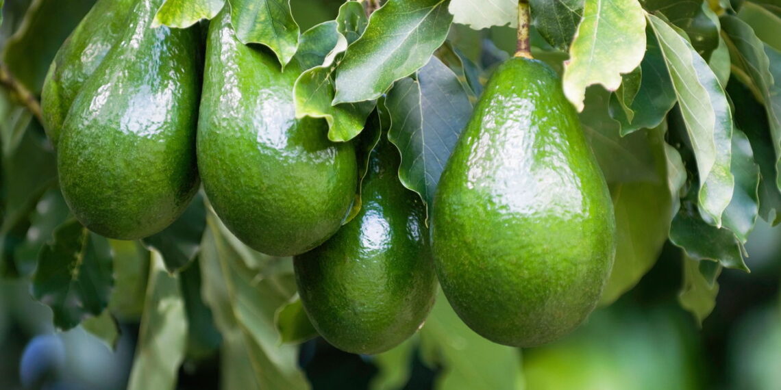 Aprenda a ter um cultivo de abacate rico em vitaminas saudável e fácil em seu quintal