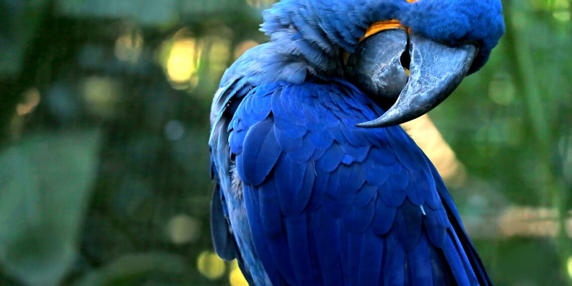 Curiosidades sobre a arara-azul como o papel ecológico delas na natureza e sua extinção