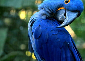 Curiosidades sobre a arara-azul como o papel ecológico delas na natureza e sua extinção