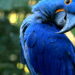 Curiosidades sobre a arara-azul como o papel ecológico delas na natureza e sua extinção