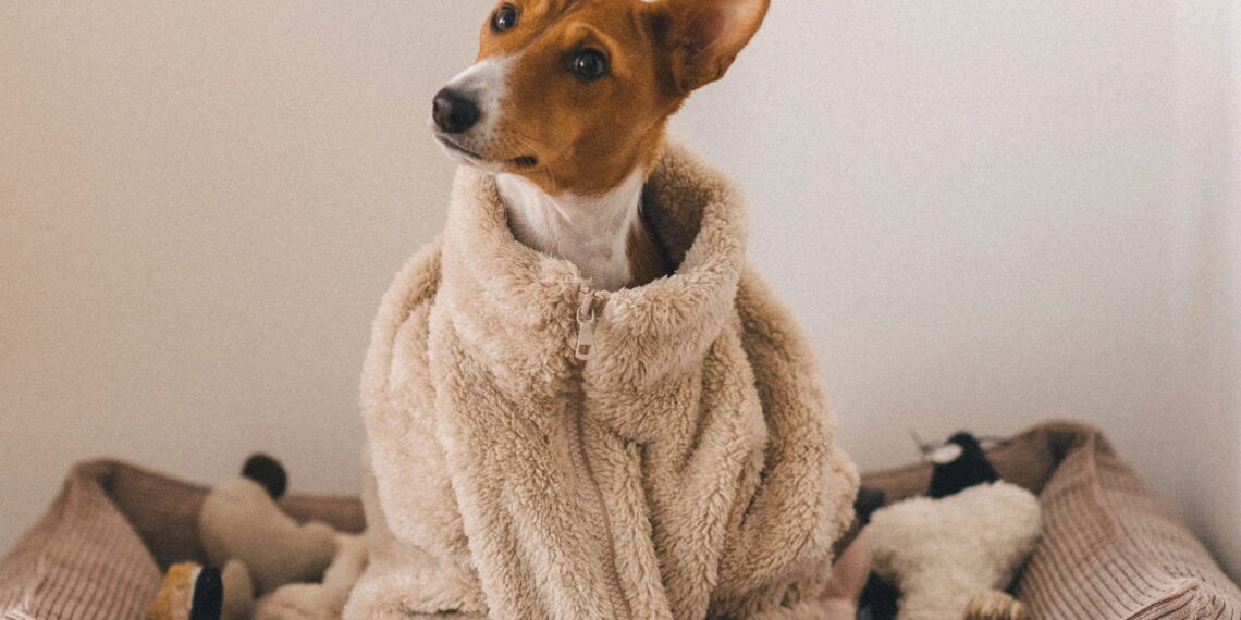 Os cães mais autênticos e autossuficientes para tutores ocupados