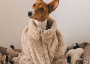 Os cães mais autênticos e autossuficientes para tutores ocupados