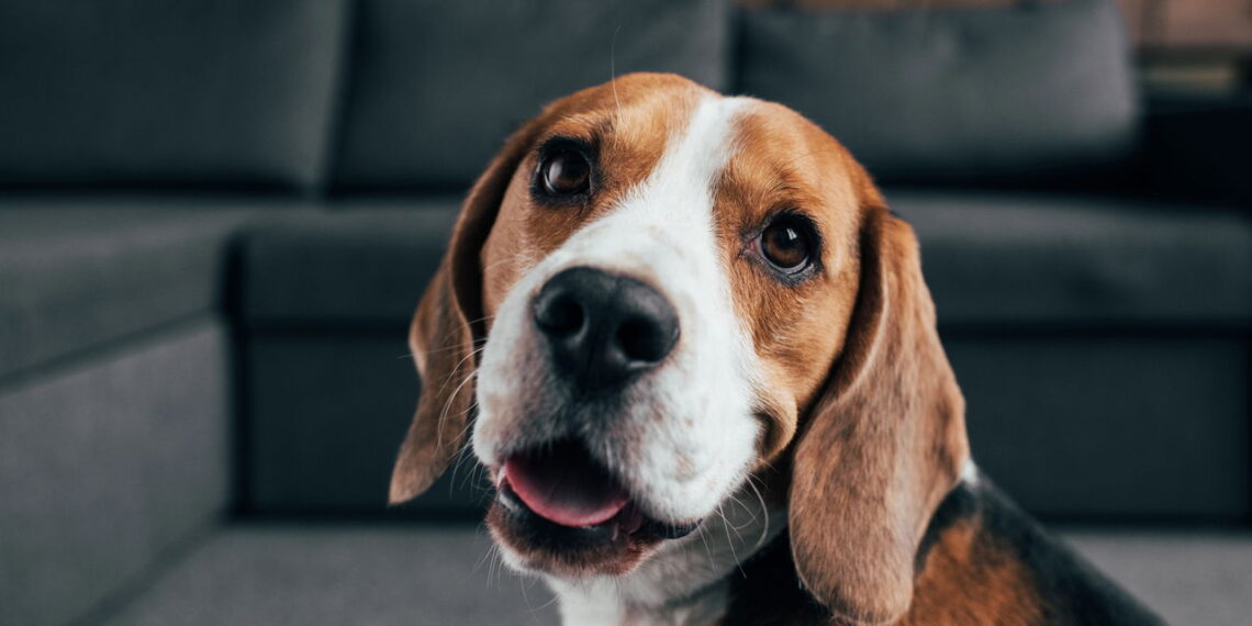 O que ninguém te contou sobre criar um Beagle no apartamento
