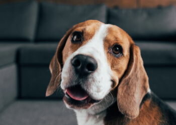 O que ninguém te contou sobre criar um Beagle no apartamento