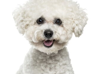 Por que o Bichon Frisé é o melhor cão para quem busca carinho?
