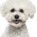 Por que o Bichon Frisé é o melhor cão para quem busca carinho?